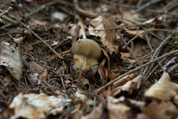 A close-up of a wild mushroom emerging through fallen leaves and twigs on a forest floor, representing the natural beauty and biodiversity of woodland ecosystems.