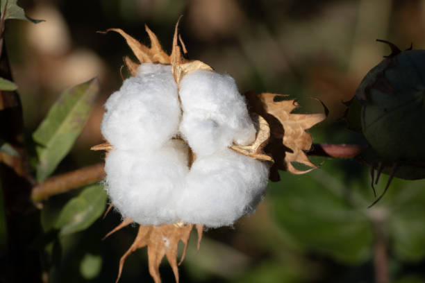 Top view closeup of cotton in fall