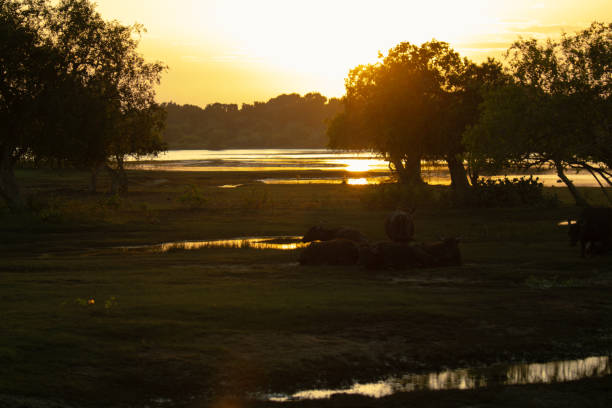 istock Sunrise over the lake 2199952829