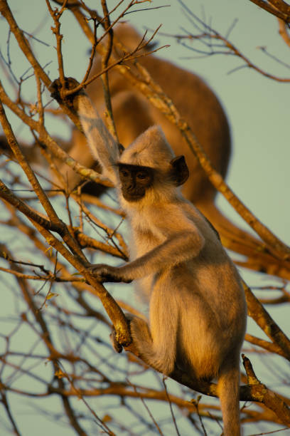 istock A gray monkey is sitting on the branches in the sunlight 2199952854
