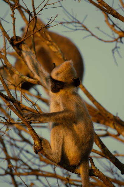 istock A gray monkey is sitting on the branches in the sunlight 2199952877