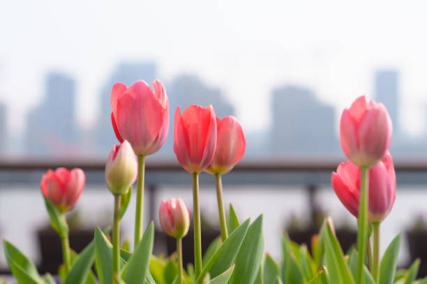 istock Pink tulips on city background 2199956775