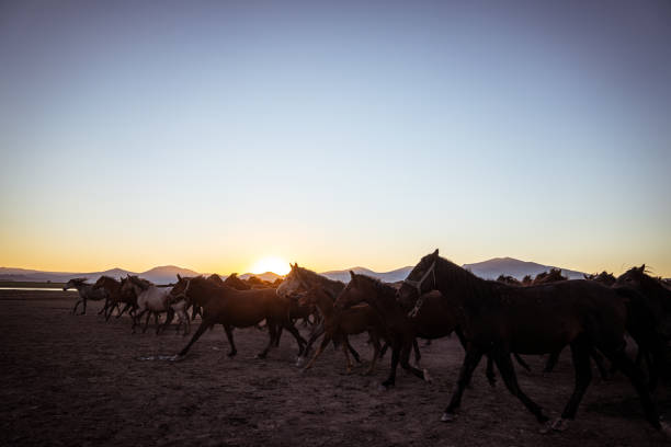 The iconic Yılkı horses of Hormetci Village in Kayseri, Turkey, move gracefully across the dusty plains as the sun sets behind the mountains. These semi-wild horses, a symbol of Anatolian heritage and resilience, create a mesmerizing scene of freedom and untamed beauty