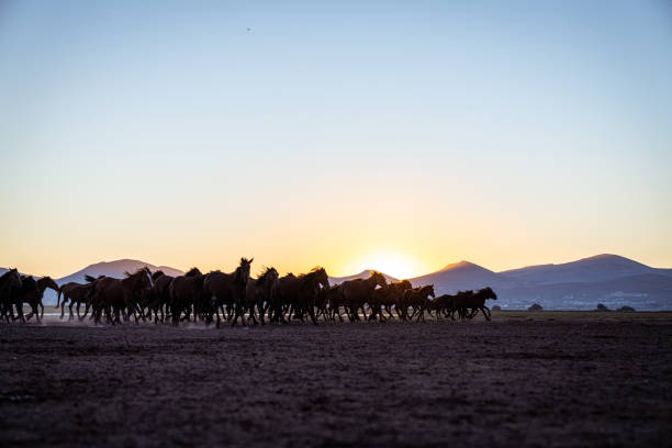 istock Wild Anatolian Horses Roaming Free at Sunset 2199957406