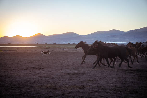 The iconic Yılkı horses of Hormetci Village in Kayseri, Turkey, move gracefully across the dusty plains as the sun sets behind the mountains. These semi-wild horses, a symbol of Anatolian heritage and resilience, create a mesmerizing scene of freedom and untamed beauty