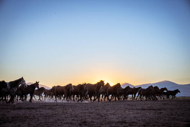 istock Wild Anatolian Horses Roaming Free at Sunset 2199957625