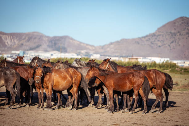 The iconic Yılkı horses of Hormetci Village in Kayseri, Turkey, move gracefully across the dusty plains as the sun sets behind the mountains. These semi-wild horses, a symbol of Anatolian heritage and resilience, create a mesmerizing scene of freedom and untamed beauty
