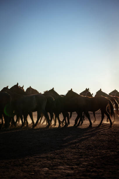 The iconic Yılkı horses of Hormetci Village in Kayseri, Turkey, move gracefully across the dusty plains as the sun sets behind the mountains. These semi-wild horses, a symbol of Anatolian heritage and resilience, create a mesmerizing scene of freedom and untamed beauty
