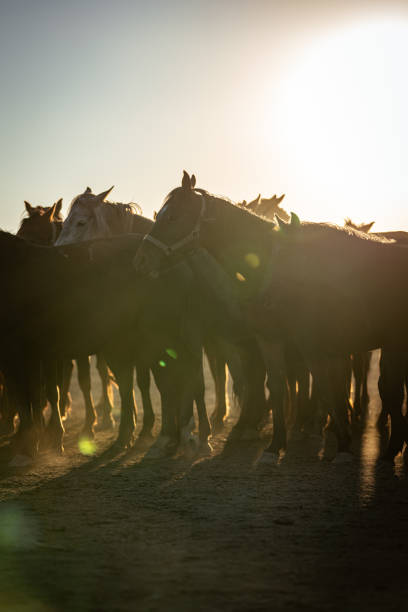 The iconic Yılkı horses of Hormetci Village in Kayseri, Turkey, move gracefully across the dusty plains as the sun sets behind the mountains. These semi-wild horses, a symbol of Anatolian heritage and resilience, create a mesmerizing scene of freedom and untamed beauty
