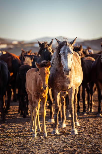 The iconic Yılkı horses of Hormetci Village in Kayseri, Turkey, move gracefully across the dusty plains as the sun sets behind the mountains. These semi-wild horses, a symbol of Anatolian heritage and resilience, create a mesmerizing scene of freedom and untamed beauty