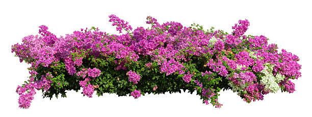 istock Tropical plant pink flower bush tree isolated on white background with clipping path. 2199958870