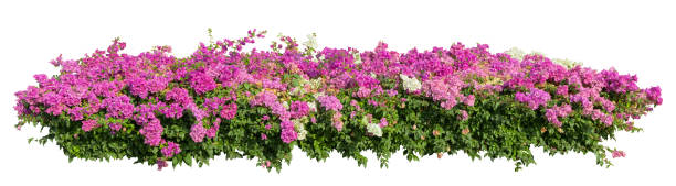 istock Tropical plant pink flower bush tree isolated on white background with clipping path. 2199958874