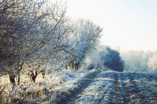 Frozen trees in winter.