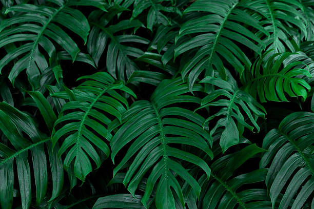 istock Lush Green Monstera Leaves with Tropical Vibes 2199960091