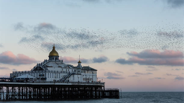 istock Amazing image of starling murmuration in flight over Victorian pier during pastel colour Winter sunset evening 2199961537