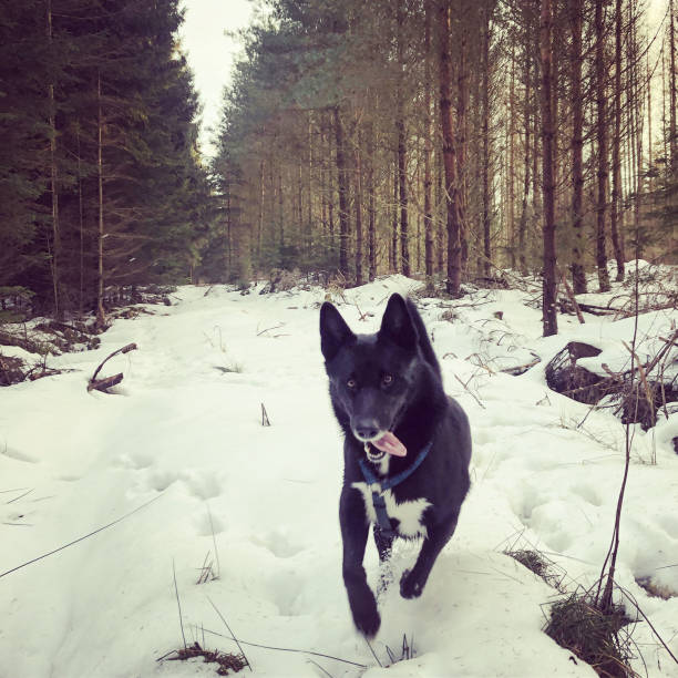Joyfull picture of mixed breed sledge dog running in the snow.