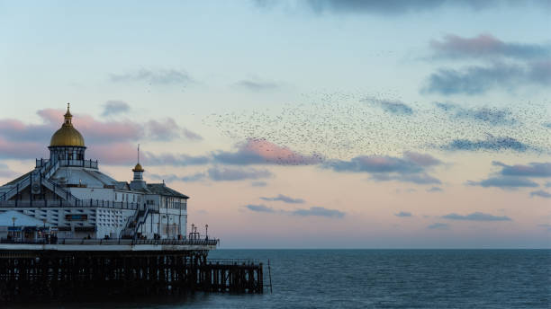 istock Amazing image of starling murmuration in flight over Victorian pier during pastel colour Winter sunset evening 2199961597