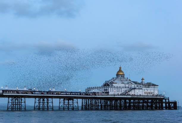 istock Amazing image of starling murmuration in flight over Victorian pier during pastel colour Winter sunset evening 2199961678