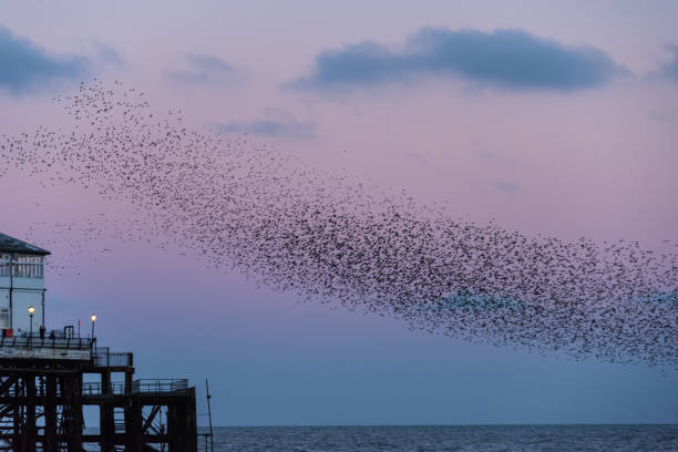 istock Amazing image of starling murmuration in flight over Victorian pier during pastel colour Winter sunset evening 2199961866