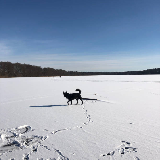 Dog walking on frozen lake in north zealand.