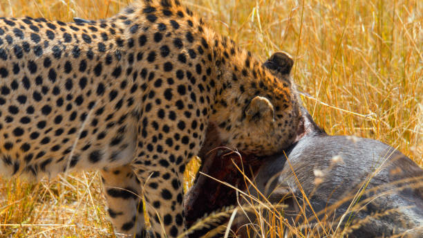 Spotted cheetah feeds on prey amid golden grasslands of Kenya's savanna. Natural predator behavior displayed in authentic African wildlife habitat.