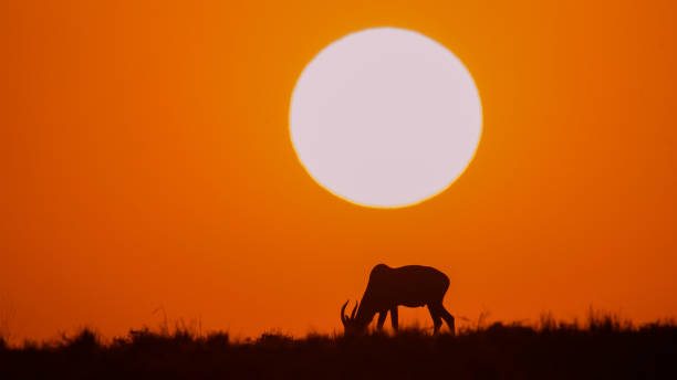 African antelope silhouetted against orange sunset sky while grazing on savanna grasslands. Dramatic natural scene features horned wildlife in native habitat.