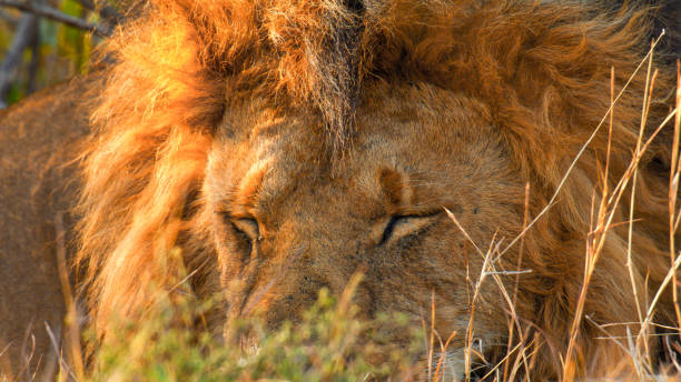 Male lion with magnificent golden mane rests peacefully among tall savanna grasses during late afternoon sunlight in African wilderness.