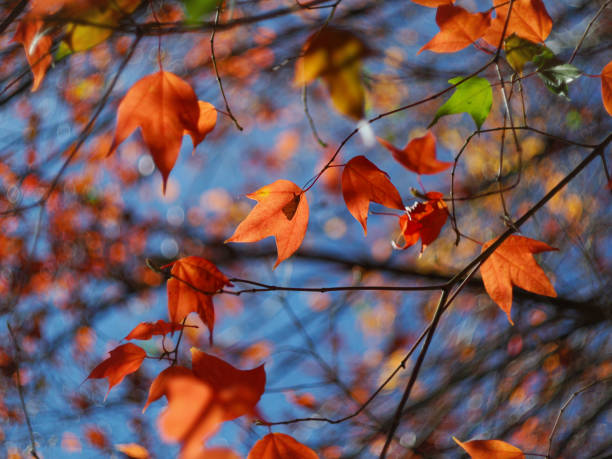 multi coloured autumn leaves backlit from the evening sun against a soft out of focus leaf background Beautiful, sunny autumn in the park Chiangmai Thailand