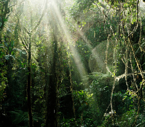 istock A cloud forest in Ecuador as a rain shower is backlit by sunbeams penetrating the tree canopy. 2199969399