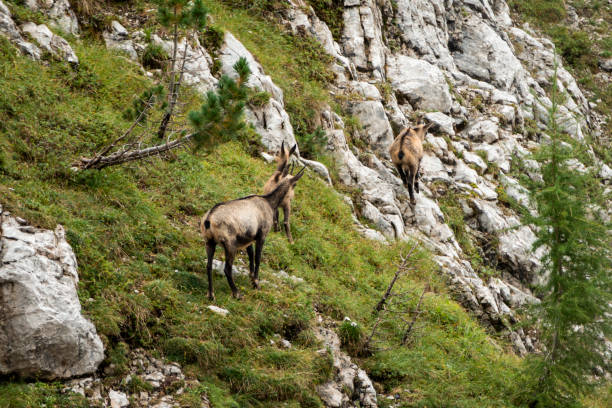 istock Herd of Chamois at Karwendel Hohenweg, Austria 2199970074