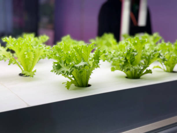 istock Organic hydroponic vegetable growing in hydroponic farm. 2199972206