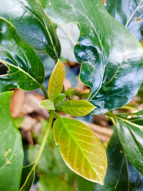 istock Avocado trees (Persea americana) have lush leaves 2199972602