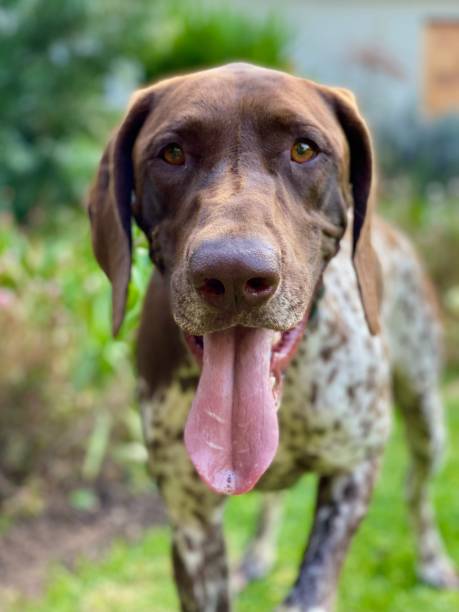 istock Cute pointer looking directly at the camera with his tongue sticking out. 2199973218