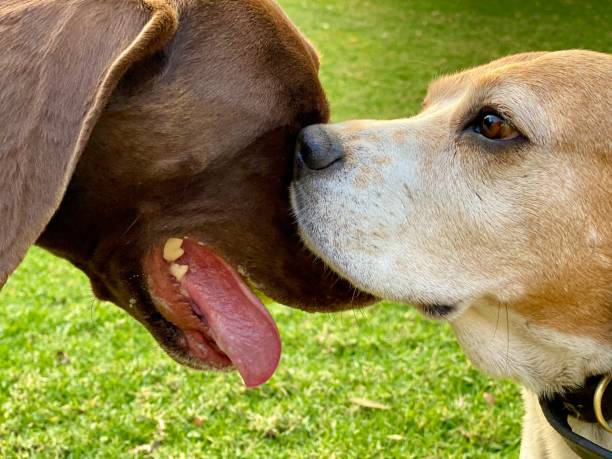 istock Cute pointer and beagle dog bread enjoying each others company. 2199973252