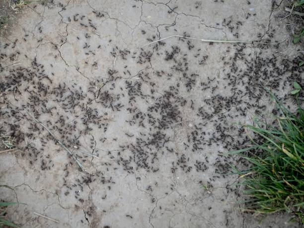 istock Colony of ants on cracked dry soil 2199974120