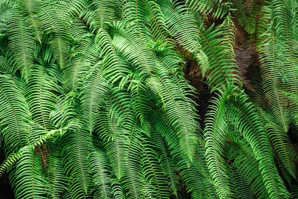 Vibrant ferns spread across a forest floor, showcasing their intricate patterns and lush greenery under a canopy of trees. Summer light filters softly through the leaves.