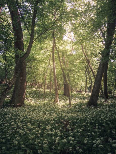 istock Wild garlic field in a lush green forest 2199975337