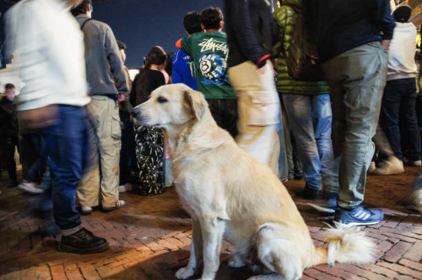 Kathmandu, Nepal - 3, November, 2024.\nWalking tour of Kathmandu in the evening.\nA dog sits in a crowd of people.