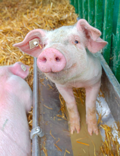 istock Cute Pig Snout Farm 2199979598