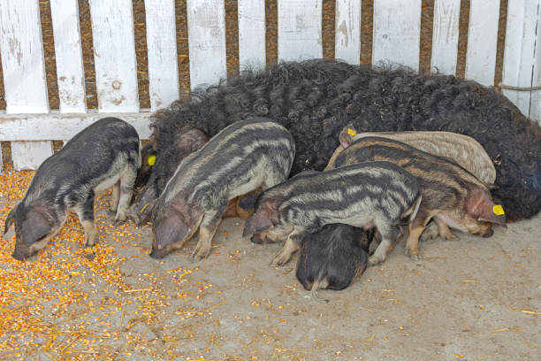 Sow with suckling piglets