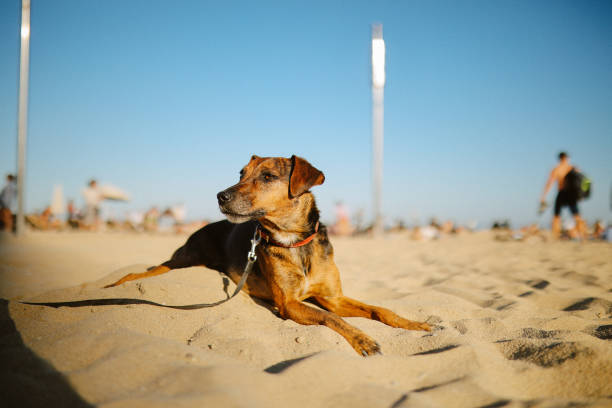 istock dog at the pet friendly beach in Barcelona 2199983875