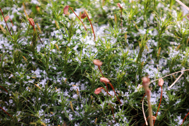 istock Nature theme in spring. Young soft forest green bright rich moss. Natural backgrounds and textures. 2199983893