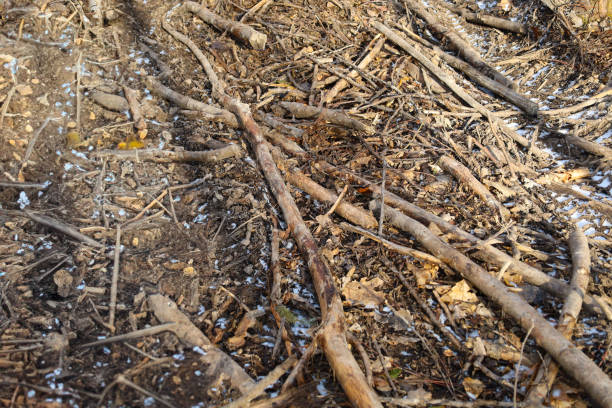 Many branches on the ground in the forest. Natural background in the forest with fallen branches that are chaotically scattered on the ground.