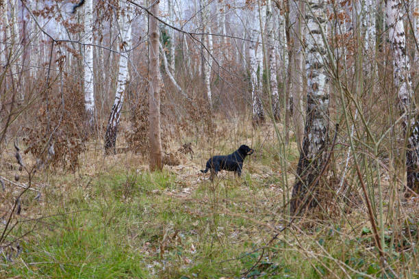 A weedy young dog walks in a birch grove. beautiful spring landscape during a pet walk.