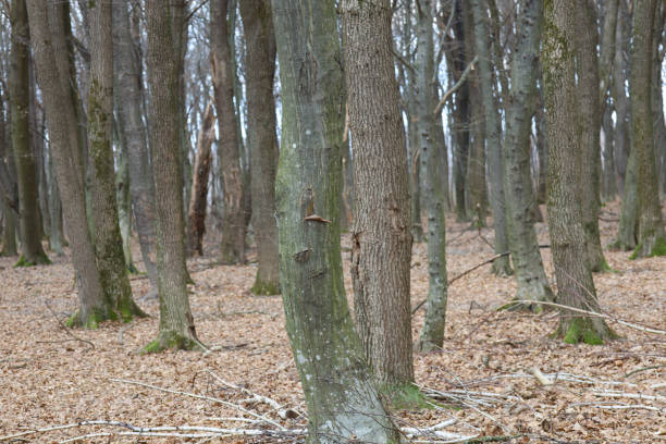 A detailed close-up of a textured tree trunk in a forest filled with tall, straight trees. The rough, peeling bark in the foreground contrasts with the soft green undergrowth and the vertical lines of the trees in the background, creating a sense of depth and natural tranquility.