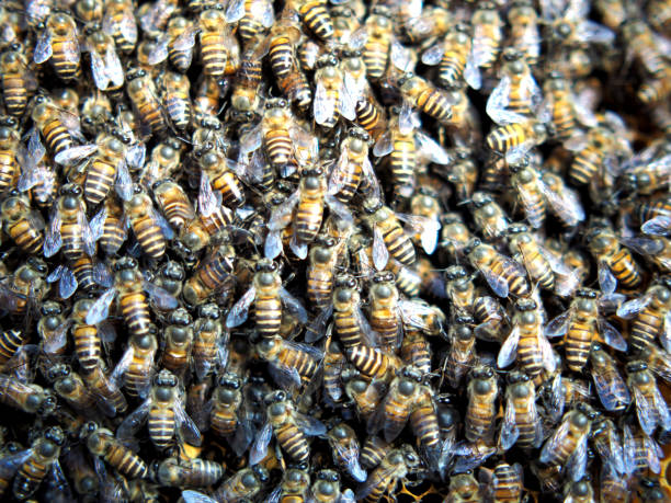 istock bee honey bees on hexzagon nest in nature light and tree 2199984213