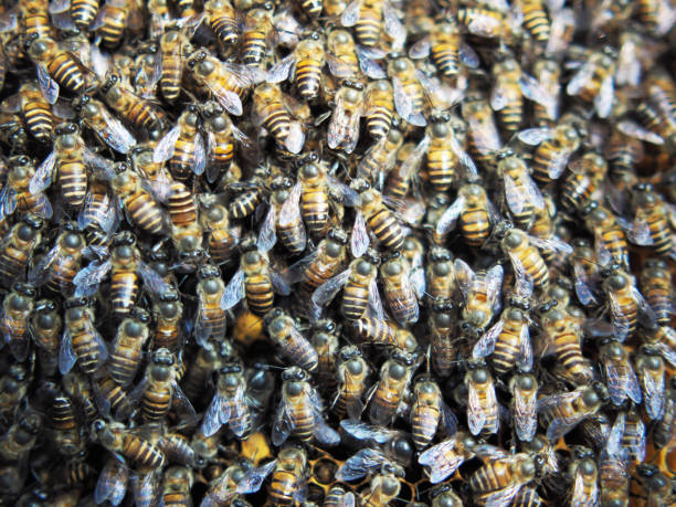 istock bee honey bees on hexzagon nest in nature light and tree 2199984214