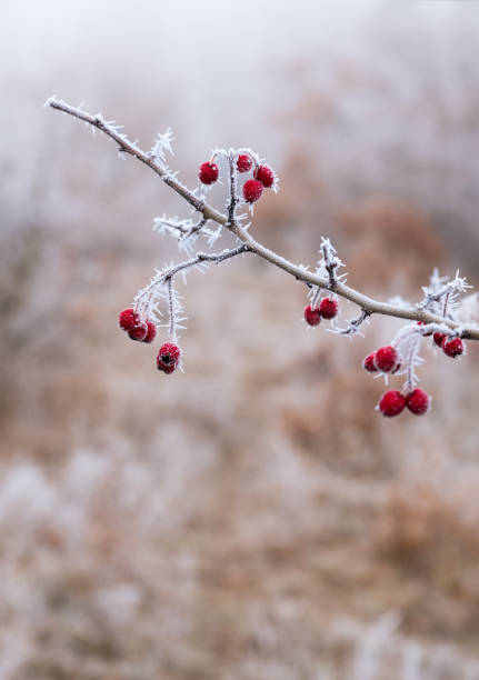 Frozen Dog rose on a cold dark winter day