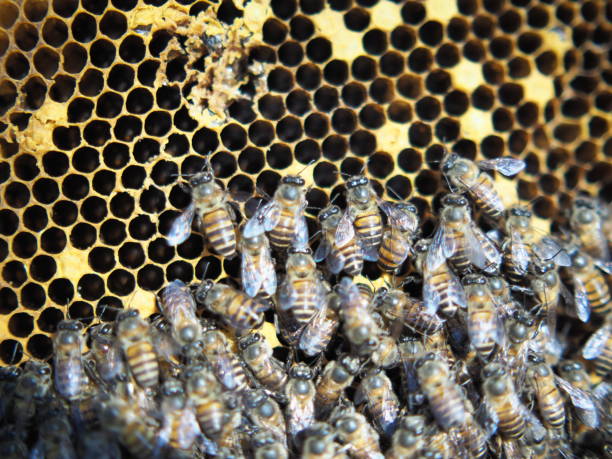 istock bee honey bees on hexzagon nest in nature light and tree 2199984542