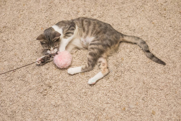 Cute cat playing with toy on floor indoor